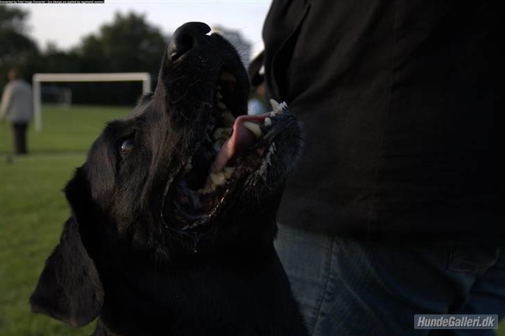 Labrador retriever Rollo <3 - TABER DU IKKE SNART EN KIKS? billede 2