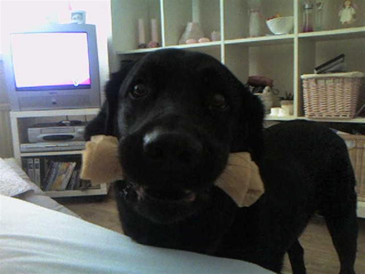 Labrador retriever Rollo <3 - ELSKER KØDBEN, OG SKAL VISE DET TIL ALLE DER KOMMER. billede 3