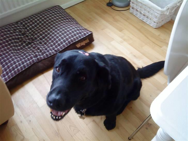 Labrador retriever Rollo <3 - ER JEG SÅ FIN NU?? billede 4