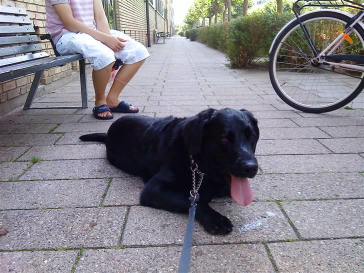 Labrador retriever Rollo <3 - PUHA. DET ER ALTSÅ VARMT! billede 5