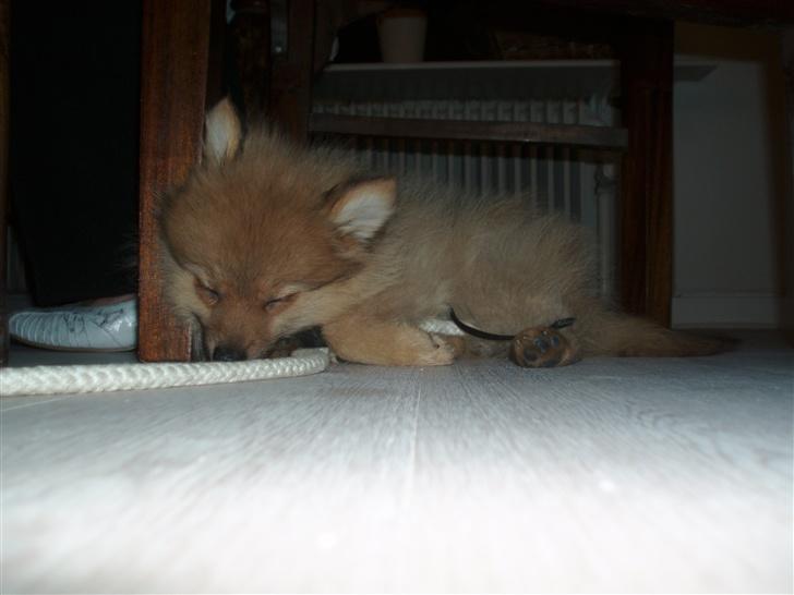 Blanding af racer Bøffe - Nytårsaften 2007 Bøffe er faldet i søvn billede 1