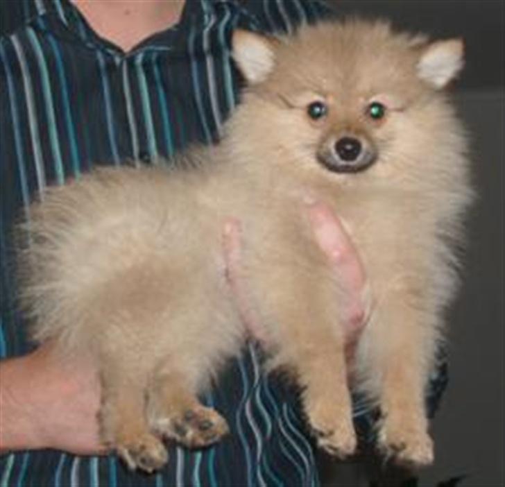 Blanding af racer Bøffe - Nytårsaften 2007 billede 2