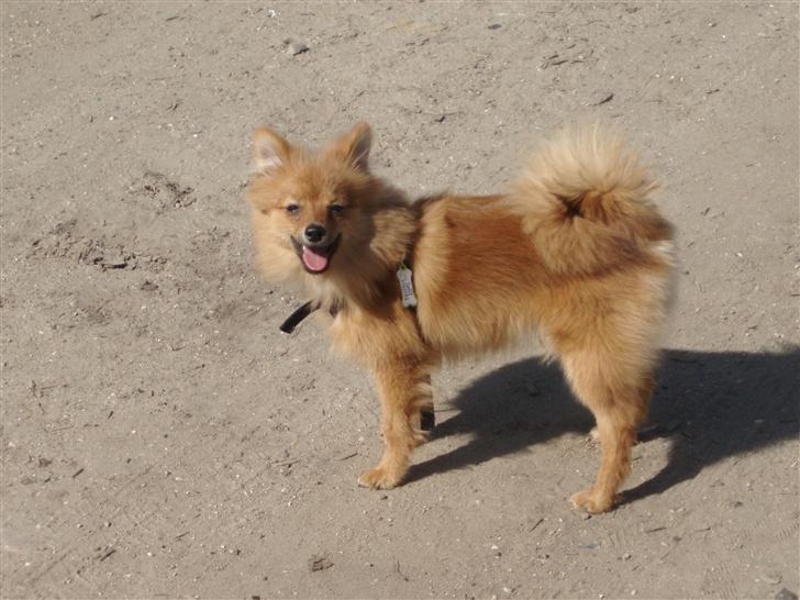 Blanding af racer Bøffe billede 3