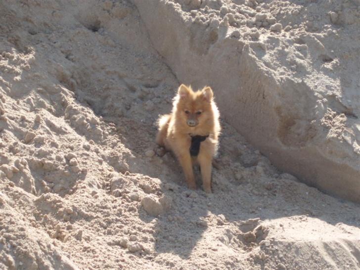 Blanding af racer Bøffe - Bøffe med sand på snuden :) billede 4