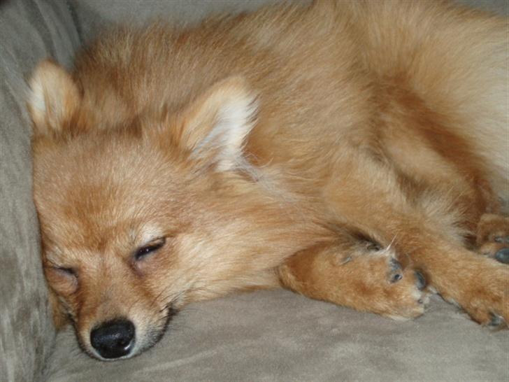 Blanding af racer Bøffe - ZzzzZzzz billede 8