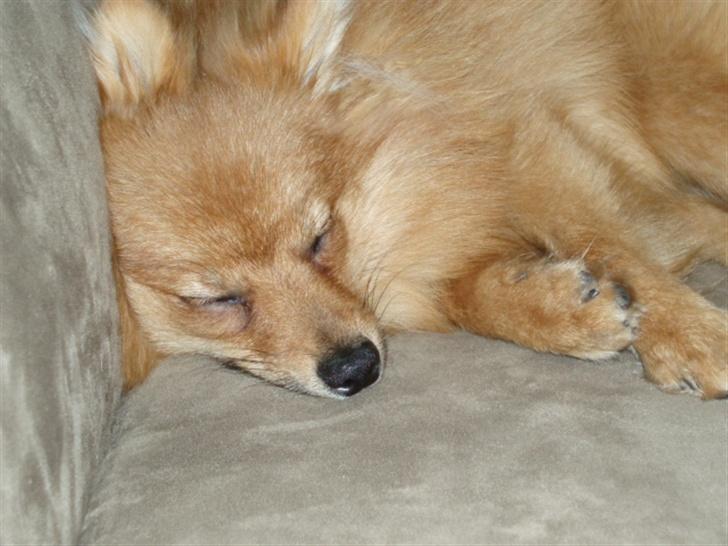 Blanding af racer Bøffe - ZZzzzz billede 9