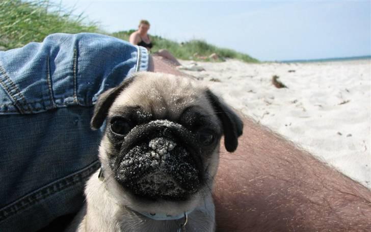 Mops Baloo - Hvad? billede 1