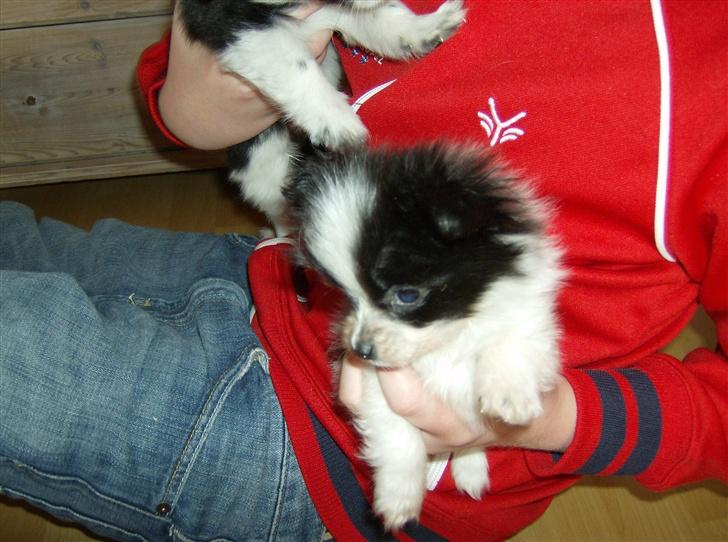 Papillon Baby-Mor/Svigermors billede 7