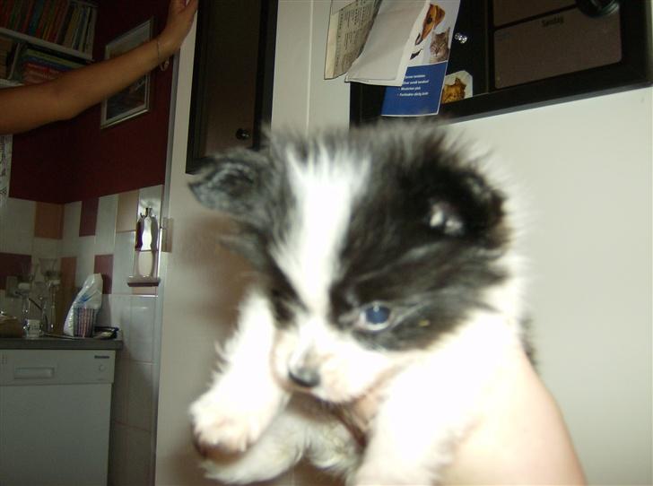 Papillon Baby-Mor/Svigermors billede 8