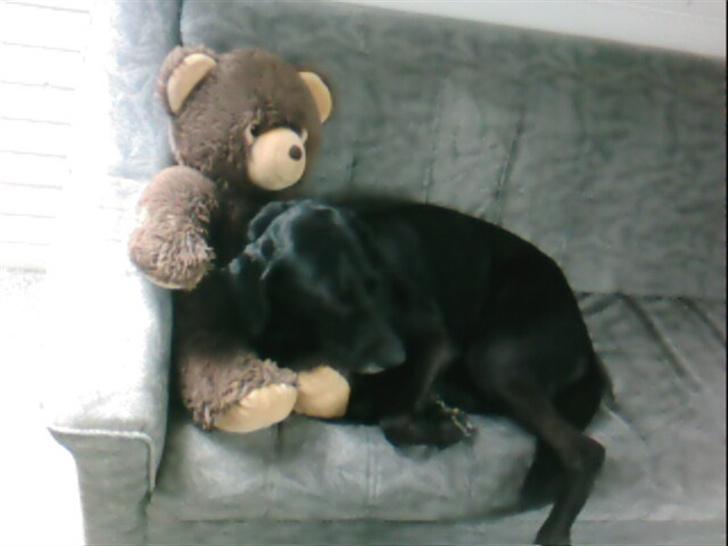 Blanding af racer Ib **R.I.P** - ib putter med sin bamse. billede 9