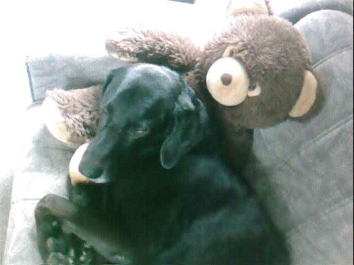 Blanding af racer Ib **R.I.P** - putte putte :D billede 10