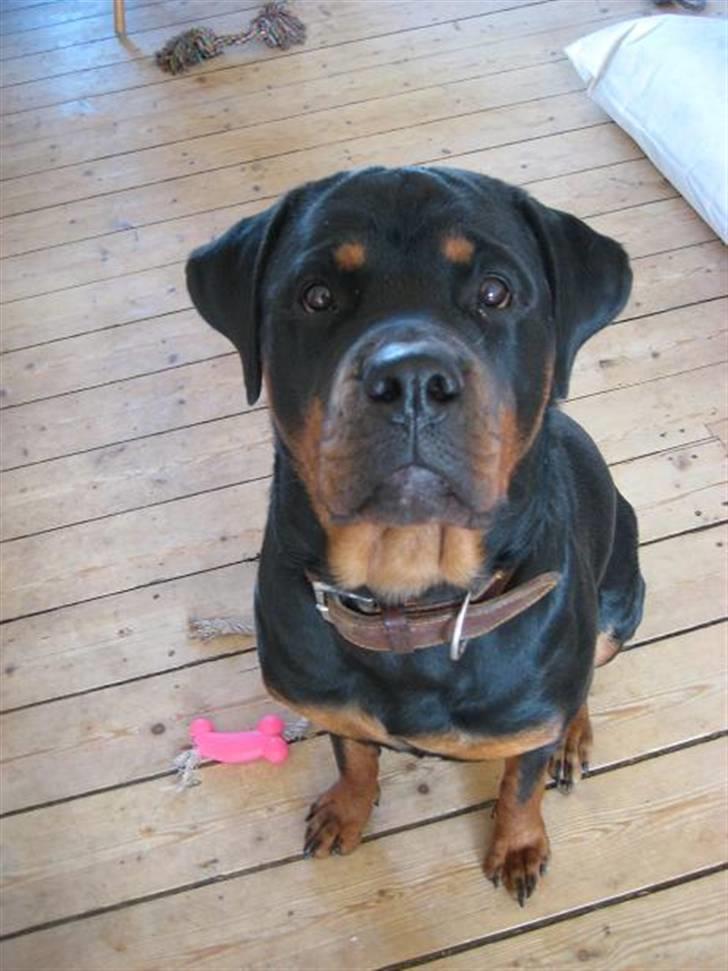 Rottweiler loca billede 4