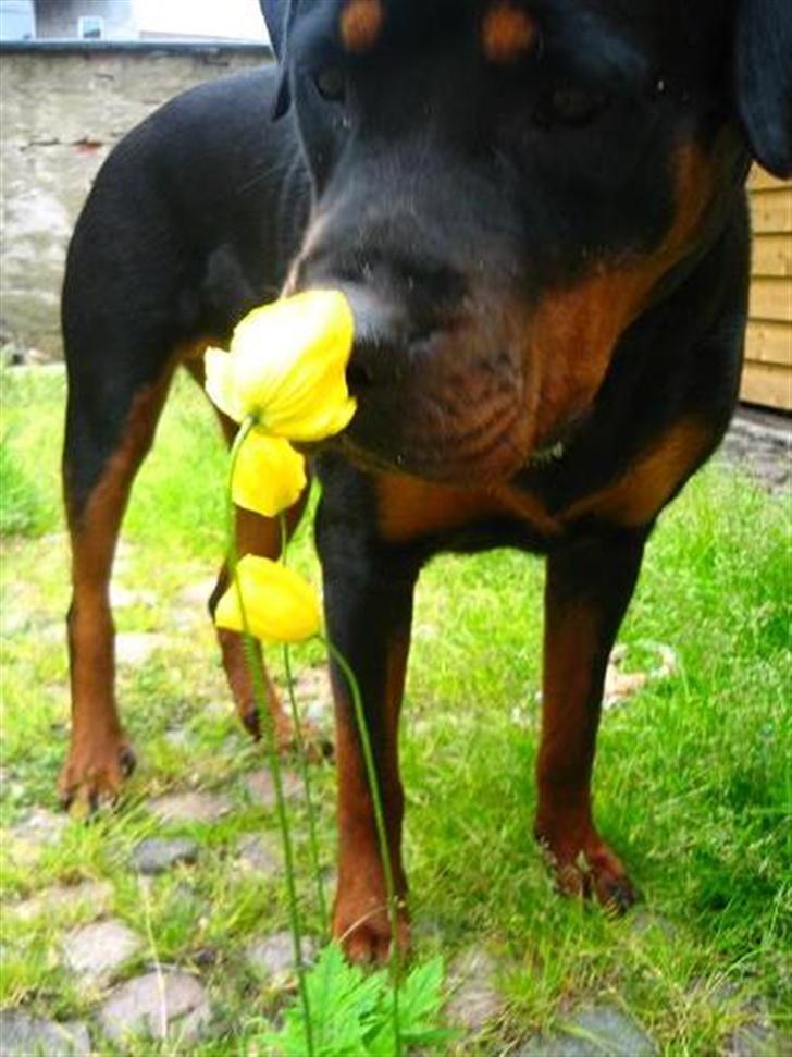Rottweiler loca billede 5