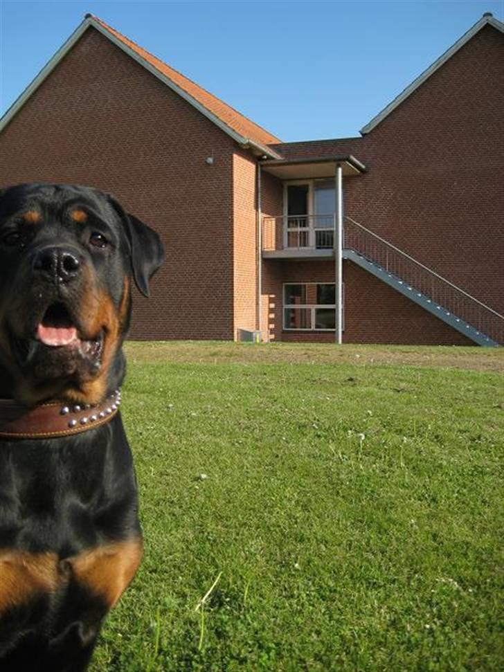 Rottweiler loca billede 6