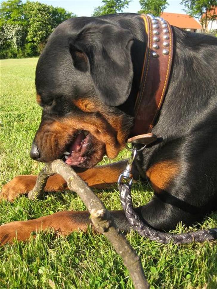 Rottweiler loca billede 7