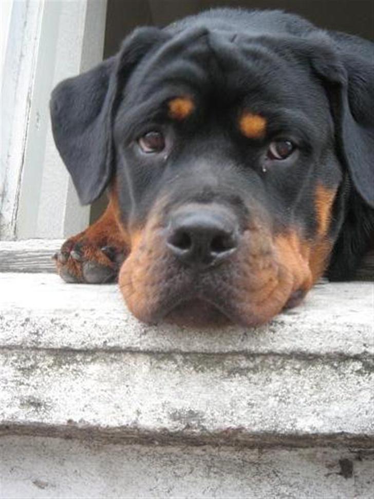 Rottweiler loca billede 8