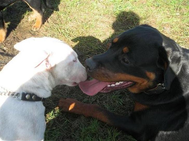 Rottweiler loca - locas kæreste.... RIP cato, love you long time billede 9