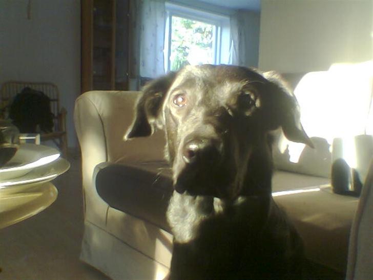 Blanding af racer taz billede 2