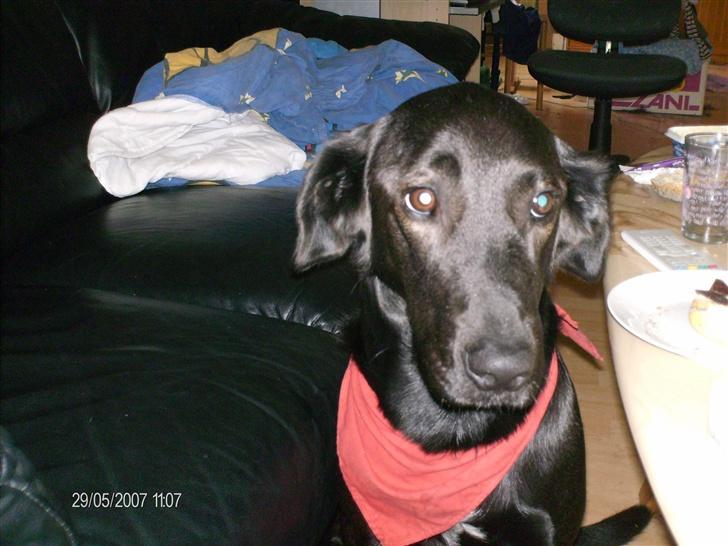 Blanding af racer taz billede 3