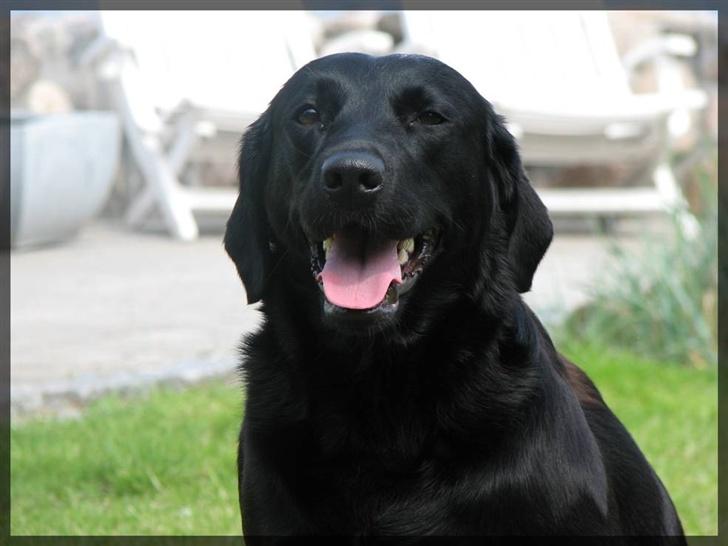 Labrador retriever Molly - Velkommen til Mollys profil.. Billederne er tager af min nabo, og de er også taget i deres have.. billede 1