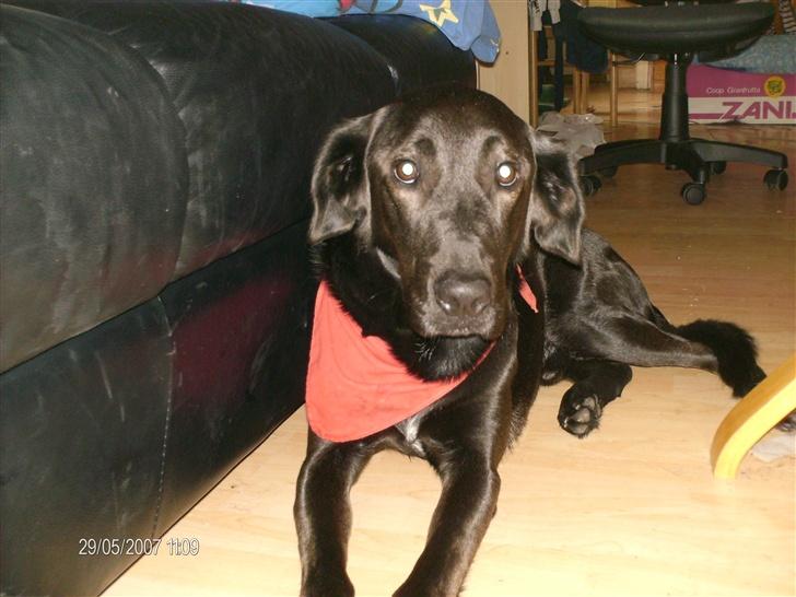 Blanding af racer taz billede 4