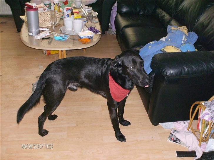 Blanding af racer taz billede 5