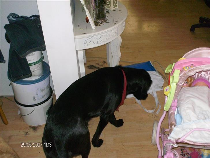 Blanding af racer taz billede 6