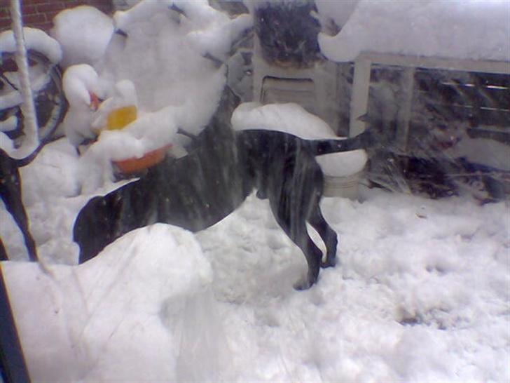 Blanding af racer taz billede 7