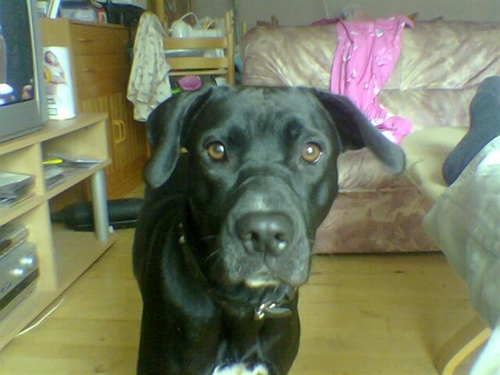 Blanding af racer noa billede 1