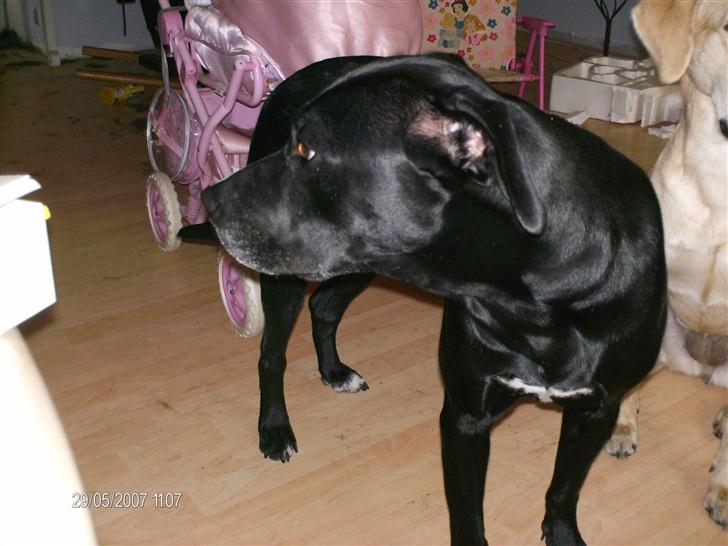 Blanding af racer noa billede 2