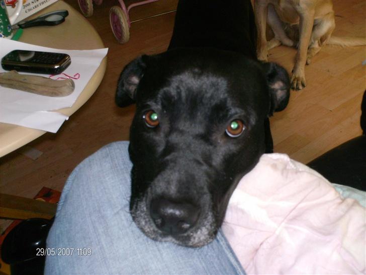 Blanding af racer noa billede 3