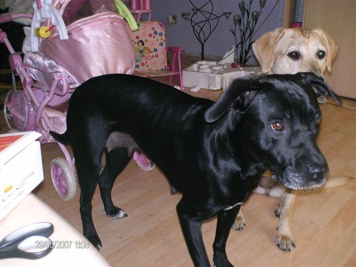 Blanding af racer noa billede 4