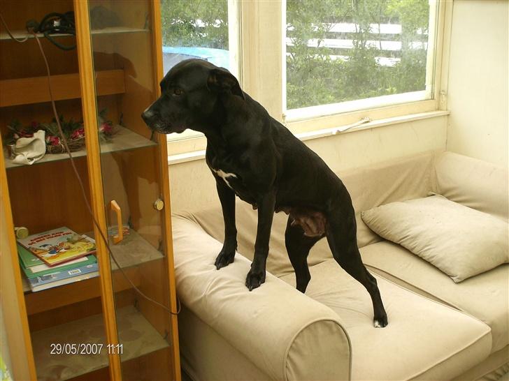 Blanding af racer noa billede 5