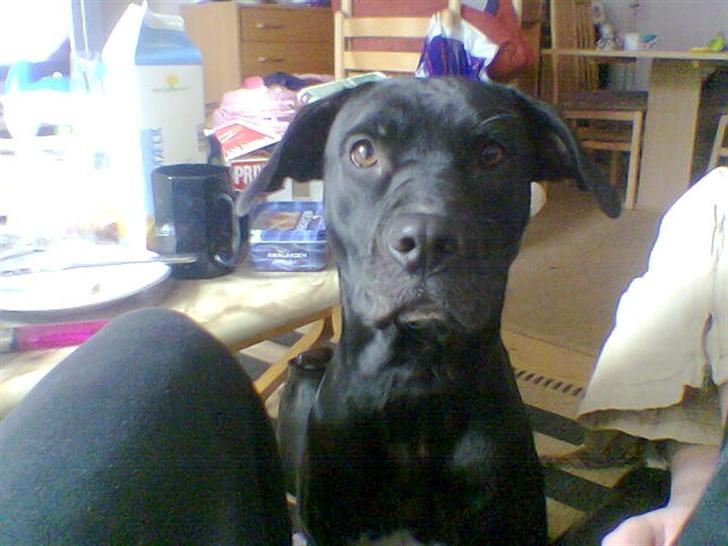 Blanding af racer noa billede 6