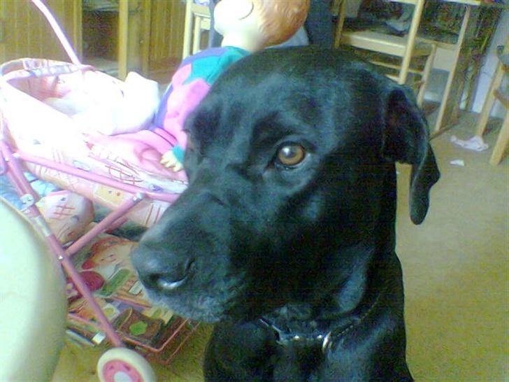 Blanding af racer noa billede 8