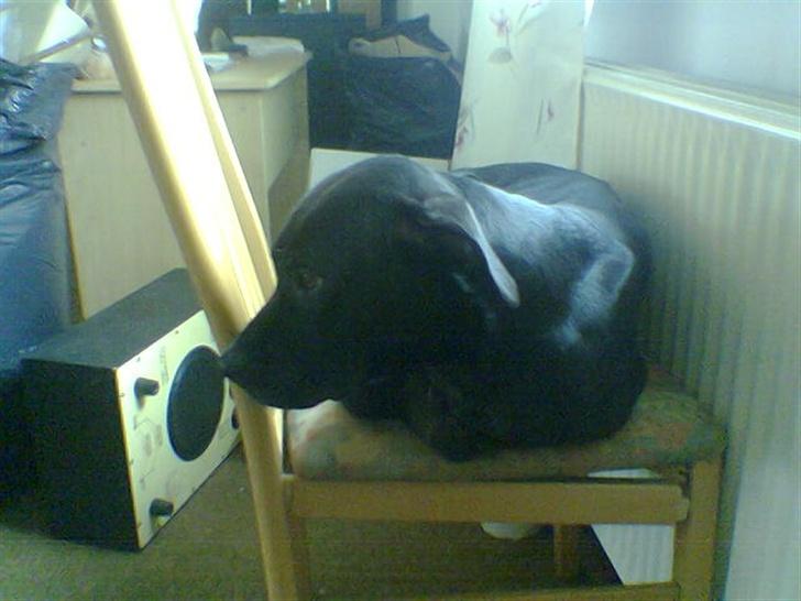 Blanding af racer noa billede 9