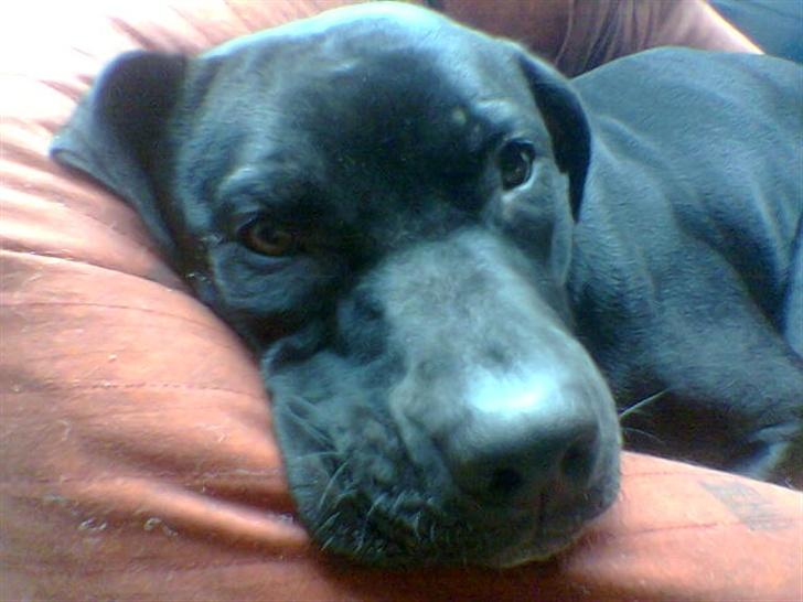 Blanding af racer noa billede 10