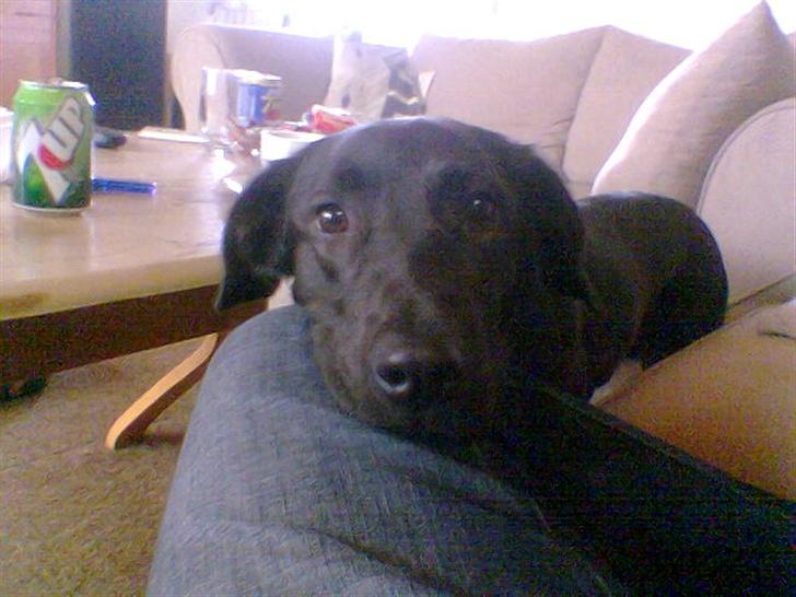 Blanding af racer taz billede 8