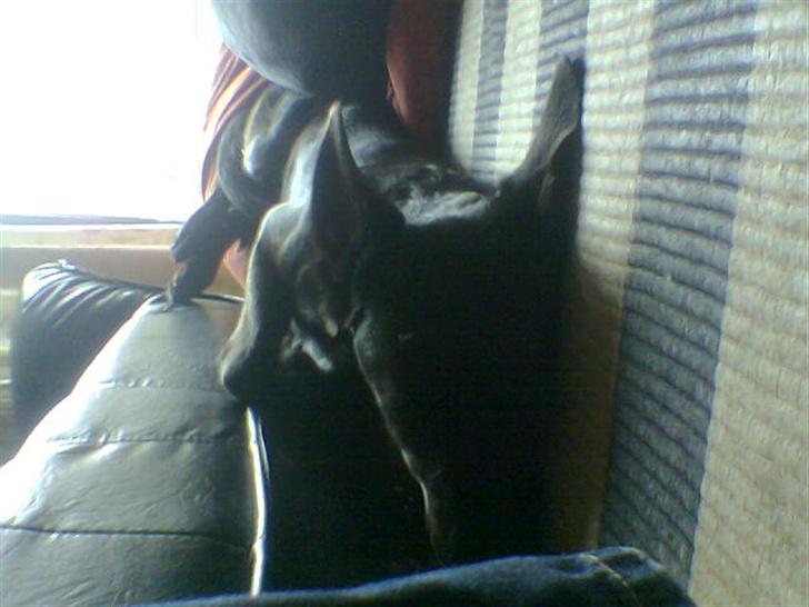 Blanding af racer taz billede 9