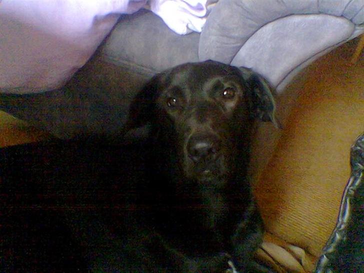 Blanding af racer taz billede 10