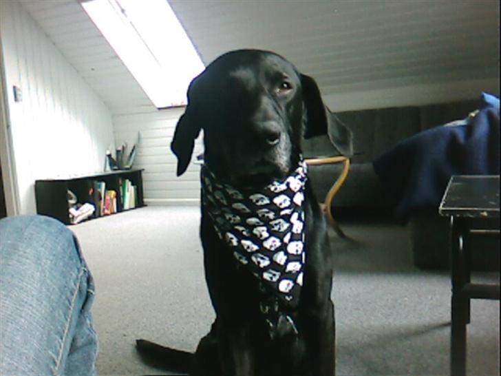 Blanding af racer Ib **R.I.P** - Er jeg ikk fiiiin ? billede 11