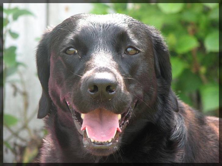 Labrador retriever Molly - Molly griiiiiiiiiiiiiner billede 3