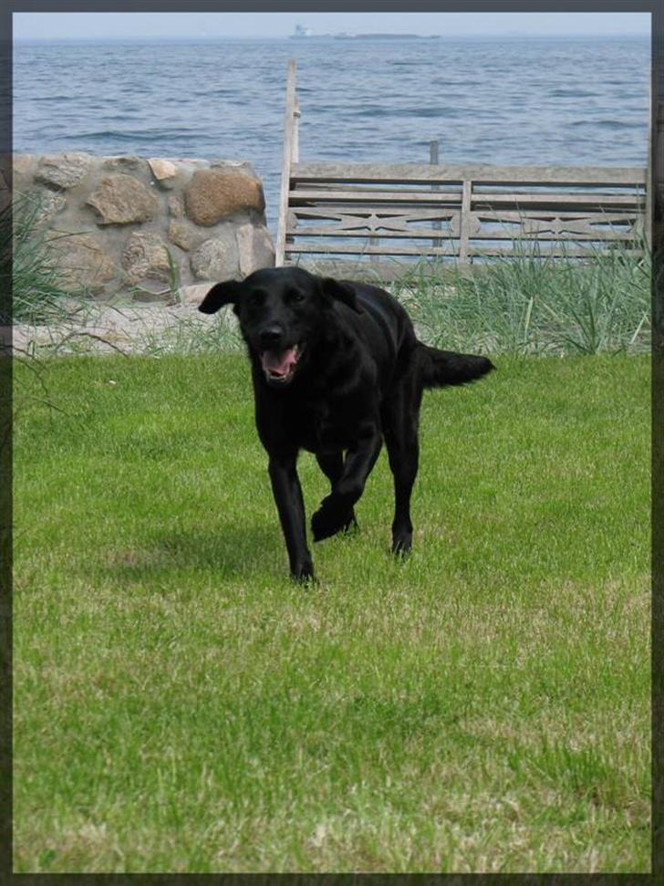 Labrador retriever Molly - Molly løber billede 4
