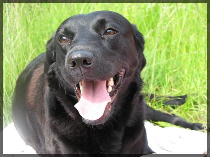 Labrador retriever Molly - Molly er en glad hund billede 5