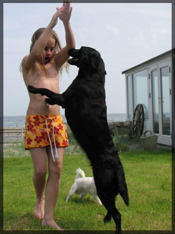 Labrador retriever Molly - Molly hopper op af mig fordi jeg siger det billede 6