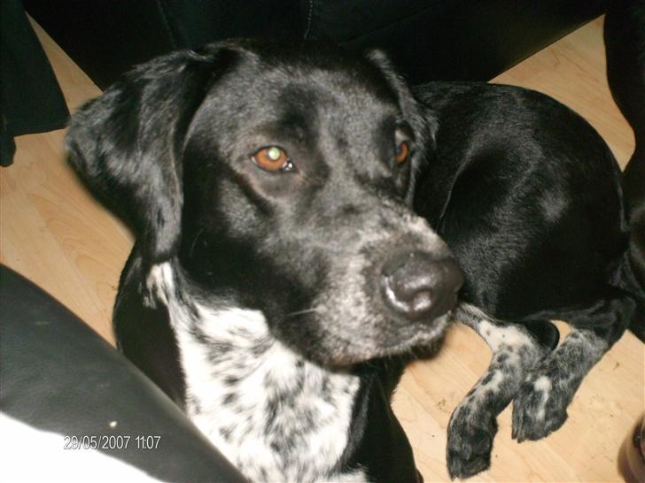 Blanding af racer fie billede 1