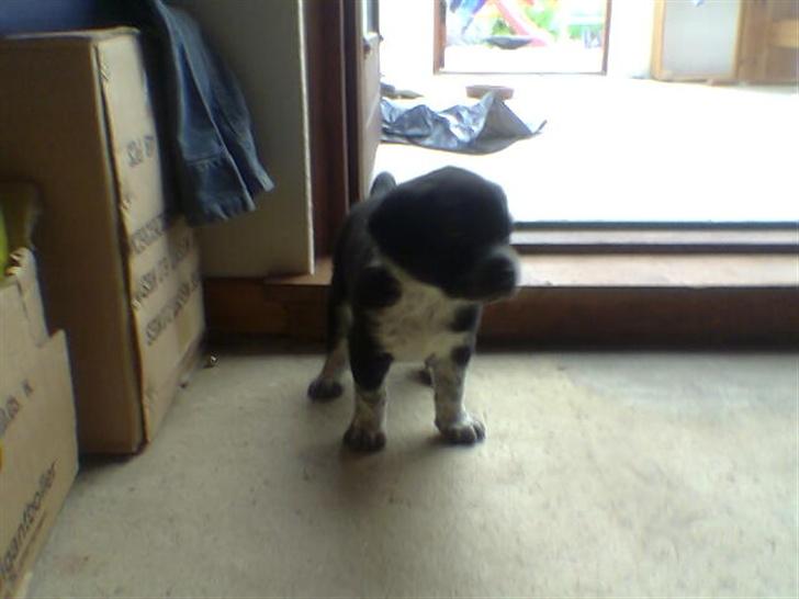 Blanding af racer fie billede 2