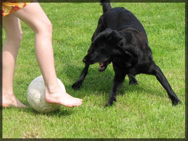 Labrador retriever Molly - Mig og Molly spiller fodbold! det er sjovt!! det syntes molly også!! billede 8