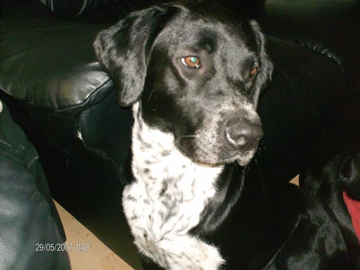 Blanding af racer fie billede 3