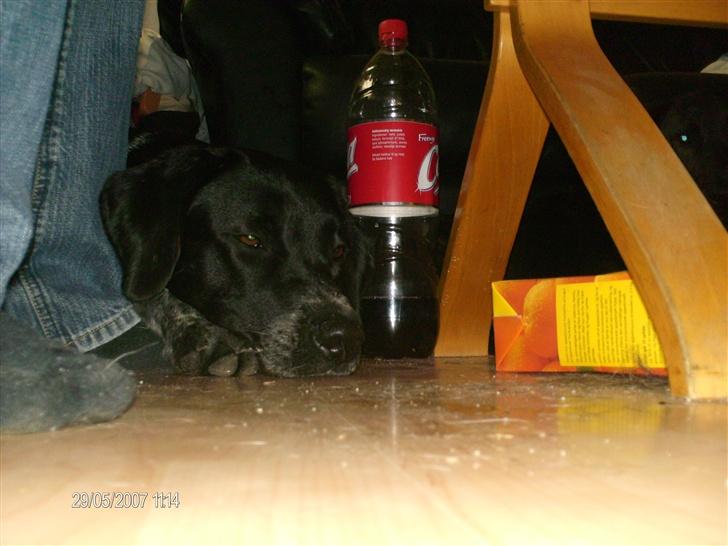 Blanding af racer fie billede 4